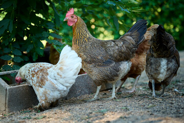 Organic farm, brown hens eating natural food from a trough