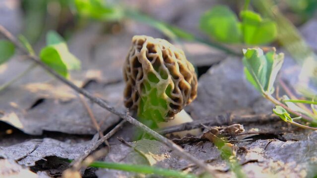 Morel in the grass. spring morel close-up. Mushroom Morel close-up.
