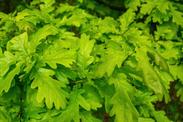 oak foliage background. Bright green leaves of the oak tree