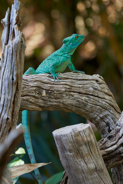 Beautiful turquoise lizard on observation post, close-up.