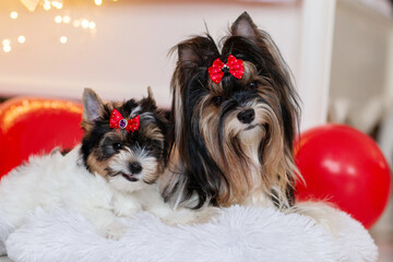 biewer york terrier puppy with mom