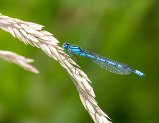 Blue damselfly on a green leaf. close up.