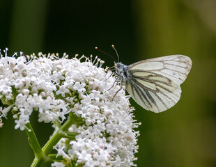 green veined white butterfly on a flower