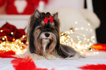 biewer york terrier dog with Christmas lights 