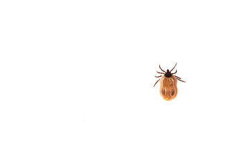Top view of a tick isolated on white background