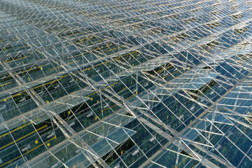 Aerial view of a glass greenhouse for growing tomatoes