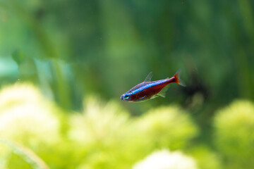 Freshwater cardinal Tetra Paracheirodon cardinalis in close view