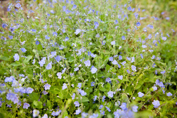 Blue forget me not flowers blooming on green background (Forget-me-nots, Myosotis sylvatica, Myosotis scorpioides). Spring blossom background. Closeup,