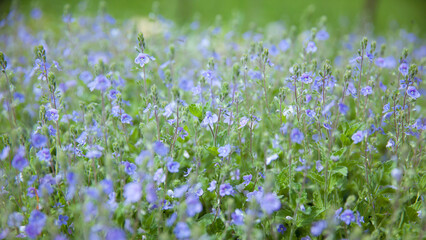 bright spring meadow with beautiful flowers in the garden during spring, Forget not me, flowers. Small blue flowers of forget-me-not on the background of green grass in a meadow in the spring forest.