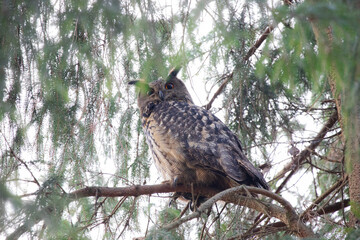 Uhu auf einer Fichte in Norddeutschland