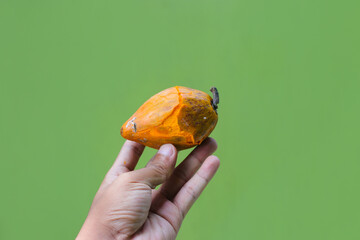 Hand holding fresh yellow egg fruit or canistel with blurred background harvested from the garden