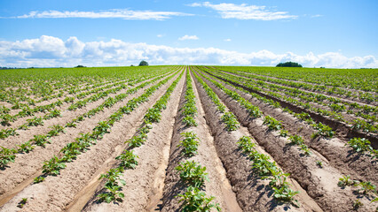 Fototapeta na wymiar Green field of potato crops in a row. Potato plantations grow in the field on a spring sunny day. Organic vegetables. Agricultural crops. Landscape. Agriculture.