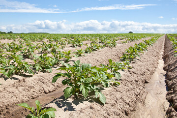 Green field of potato crops in a row. Potato plantations grow in the field on a spring sunny day. Organic vegetables. Agricultural crops. Landscape. Agriculture.