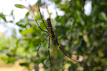 wood spider or laba-laba kayu on a spiderweb with blurred tree background found in Indonesia...