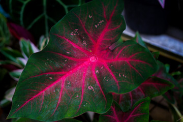 Caladium Hearts Delight with green leaves and red veins with blurred houseplants background in the backyard.