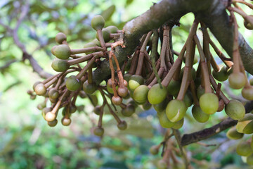 Durians flowers with blurred background is blooming on tree branches in the garden