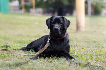 black Labrador dog in the park