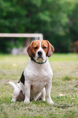 beagle dog sitting on the grass