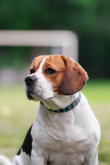 beagle dog in the park