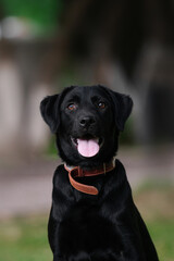 black Labrador dog portrait in the park