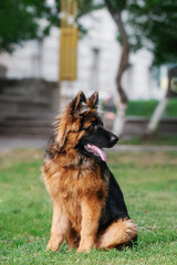 German shepherd long haired in the park