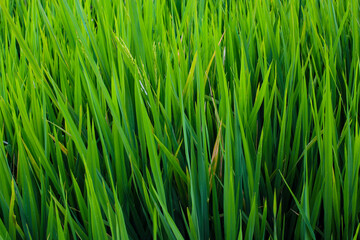 Fototapeta na wymiar Beautiful green rice fields texture background