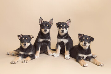 Hero therapy dogs in training enjoy their second set of puppy pet portraits and practice good listen and excellent sit - husky rescue blend edition