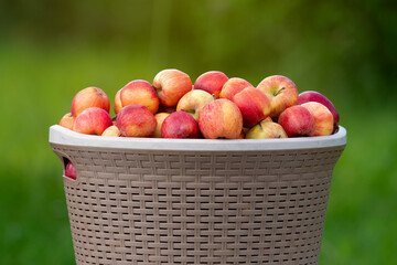 Harvesting apples. Ripe juicy apples close-up in a basket on a background of green grass in the sun