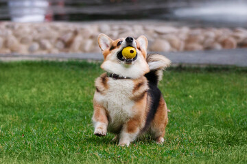 welsh corgi playing in the park 