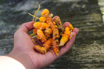 Hand holding a group of fresh turmeric that freshly harvested from fields by Indonesian farmer