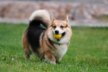 welsh corgi playing in the park 