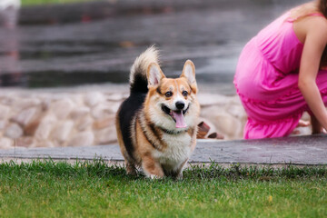welsh corgi playing in the park 