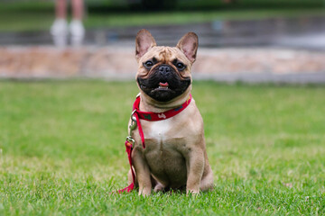 french bulldog dog in the park
