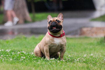 french bulldog dog in the park