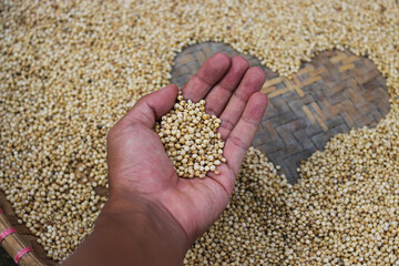 Hand holding a handful of white sorghum or jowar grains with blurred grains background with love...