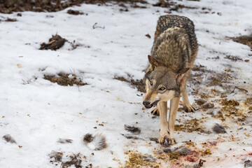 Grey Wolf (Canis lupus) Gnaws on Piece of Deer Fur Tufts All Around Winter