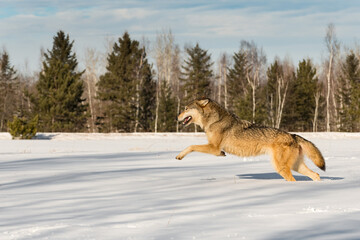 Grey Wolf (Canis lupus) Runs Left in Snowy Field Winter