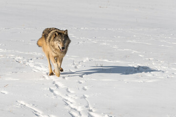 Naklejka premium Grey Wolf (Canis lupus) Runs Forward in Snowy Field Winter