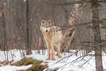 Grey Wolf (Canis lupus) With Bloody Marks Stands in Forest Winter