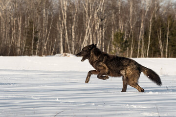 Obraz na płótnie Canvas Black Phase Grey Wolf (Canis lupus) Runs Left in Snowy Field Winter