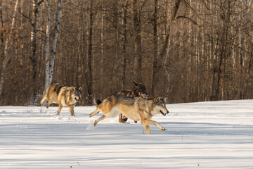 Fototapeta na wymiar Wolf Pack (Canis lupus) Runs Right in Snowy Field Winter