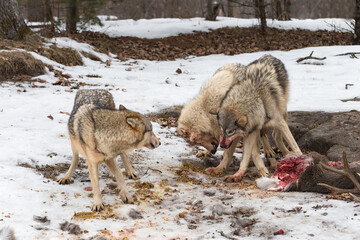 Grey Wolves (Canis lupus) Snarls at Each Other Near Deer Carcass Winter
