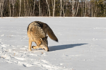Grey Wolf (Canis lupus) Turns to Sniff in Snow Winter