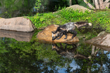 Adult Cross Fox (Vulpes vulpes) Sniffs at Rock Reflected in Water Summer