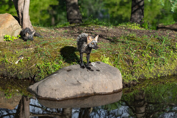 Adult Cross Fox (Vulpes vulpes) Looks Out From Rock Kit Sleeps Behind Summer