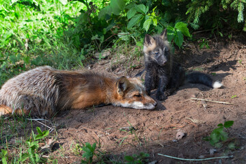 Red Fox (Vulpes vulpes) Kit Sits Next to Sleeping Adult at Densite Summer