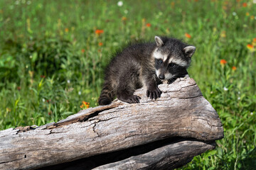 Raccoon (Procyon lotor) Curled on End of Log Looks Out Summer