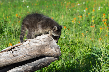 Raccoon (Procyon lotor) Looks Down From End of Log Summer