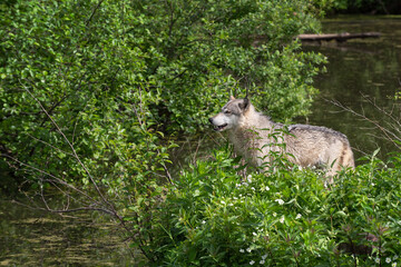 Naklejka na ściany i meble Grey Wolf (Canis lupus) Stands on Shore Looking Left Summer