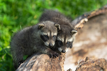 Raccoons (Procyon lotor) Look Out From Log Summer